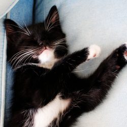 Ready for Adoption This Month