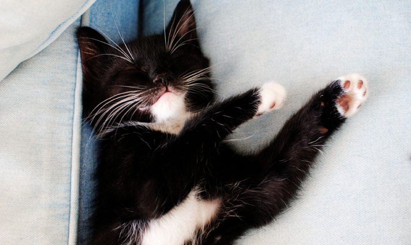 Ready for Adoption This Month