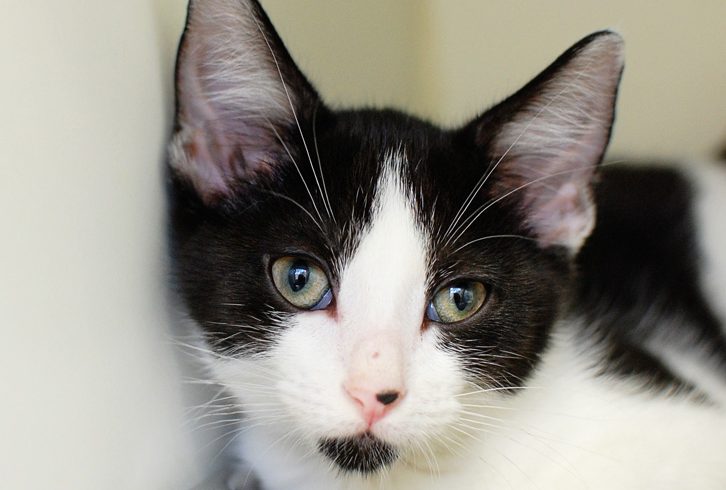 Ready for Adoption This Month
