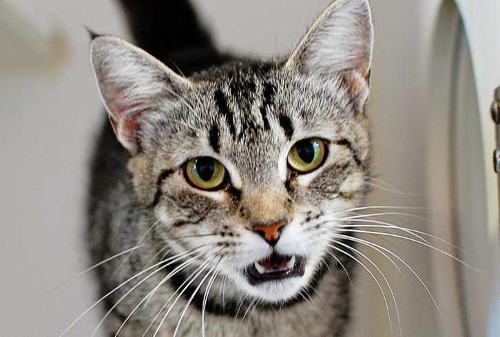 Ready for Adoption This Month