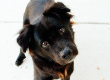 bosco