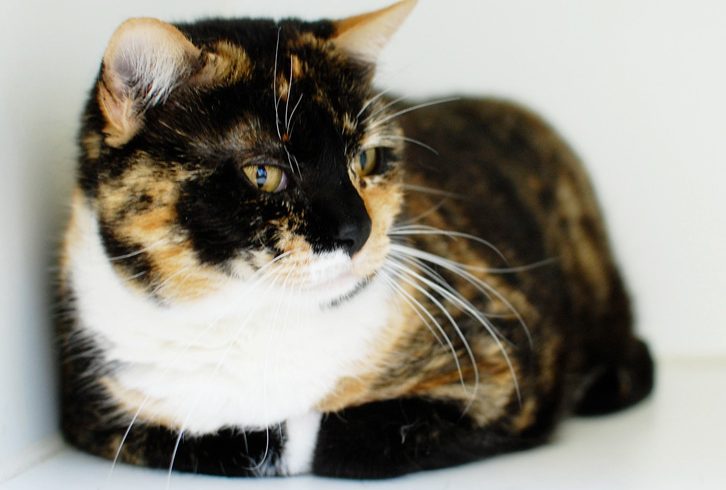 Ready for Adoption This Month